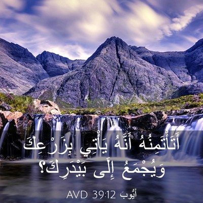 Picture 03 - أَيُّوبَ 39:12 AVD - أَتَأْتَمِنُهُ أَنَّهُ - Bible Verse Picture