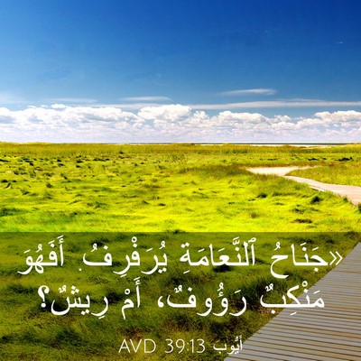 Picture 03 - أَيُّوبَ 39:13 AVD - «جَنَاحُ ٱلنَّعَامَةِ - Bible Verse Picture