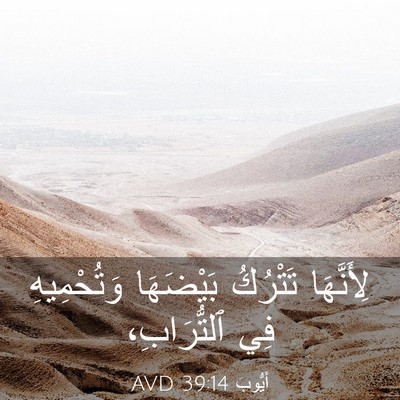 Picture 03 - أَيُّوبَ 39:14 AVD - لِأَنَّهَا تَتْرُكُ - Bible Verse Picture