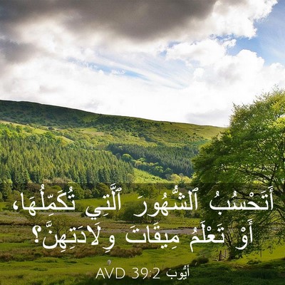 Picture 03 - أَيُّوبَ 39:2 AVD - أَتَحْسُبُ ٱلشُّهُورَ - Bible Verse Picture