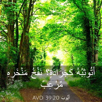Picture 03 - أَيُّوبَ 39:20 AVD - أَتُوثِبُهُ كَجَرَادَةٍ؟ - Bible Verse Picture