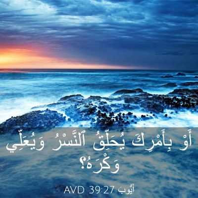 Picture 03 - أَيُّوبَ 39:27 AVD - أَوْ بِأَمْرِكَ يُحَلِّقُ - Bible Verse Picture