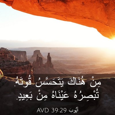 Picture 03 - أَيُّوبَ 39:29 AVD - مِنْ هُنَاكَ يَتَحَسَّسُ - Bible Verse Picture