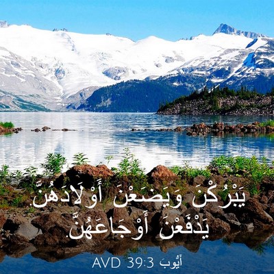Picture 03 - أَيُّوبَ 39:3 AVD - يَبْرُكْنَ وَيَضَعْنَ - Bible Verse Picture