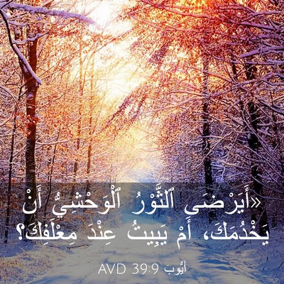 Picture 03 - أَيُّوبَ 39:9 AVD - «أَيَرْضَى ٱلثَّوْرُ - Bible Verse Picture