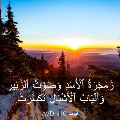 Picture 03 - أَيُّوبَ 4:10 AVD - زَمْجَرَةُ ٱلْأَسَدِ - Bible Verse Picture