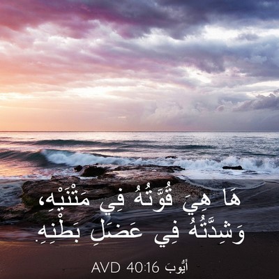 Picture 03 - أَيُّوبَ 40:16 AVD - هَا هِيَ قُوَّتُهُ فِي - Bible Verse Picture