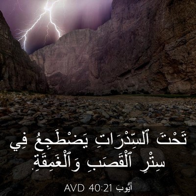 Picture 03 - أَيُّوبَ 40:21 AVD - تَحْتَ ٱلسِّدْرَاتِ - Bible Verse Picture