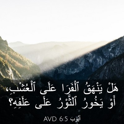 Picture 03 - أَيُّوبَ 6:5 AVD - هَلْ يَنْهَقُ ٱلْفَرَا - Bible Verse Picture