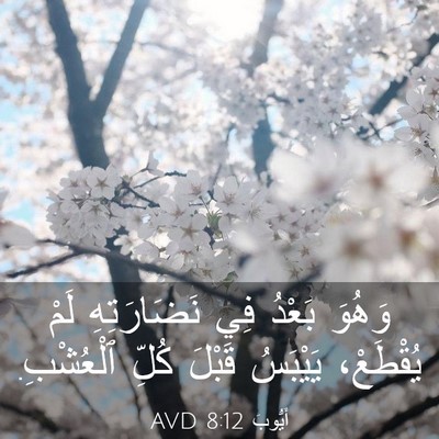Picture 03 - أَيُّوبَ 8:12 AVD - وَهُوَ بَعْدُ فِي - Bible Verse Picture