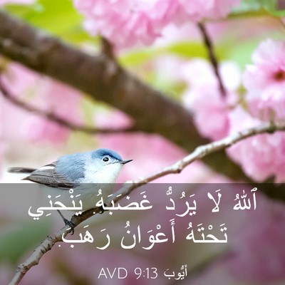 Picture 03 - أَيُّوبَ 9:13 AVD - ٱللهُ لَا يَرُدُّ - Bible Verse Picture