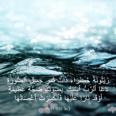 Picture 03 - إِرْمِيَا 11:16 AVD - زَيْتُونَةً خَضْرَاءَ - Bible Verse Picture