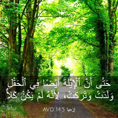 Picture 03 - إِرْمِيَا 14:5 AVD - حَتَّى أَنَّ ٱلْإِيَّلَةَ - Bible Verse Picture