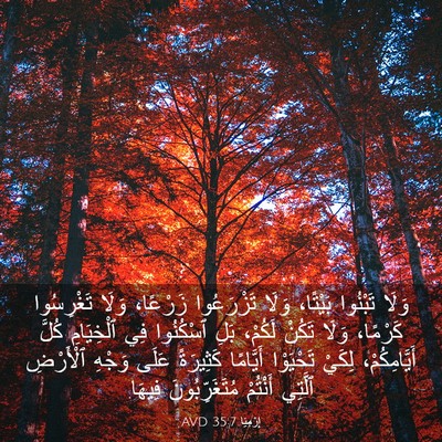 Picture 03 - إِرْمِيَا 35:7 AVD - وَلَا تَبْنُوا بَيْتًا، - Bible Verse Picture