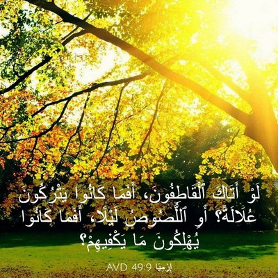 Picture 03 - إِرْمِيَا 49:9 AVD - لَوْ أَتَاكَ - Bible Verse Picture
