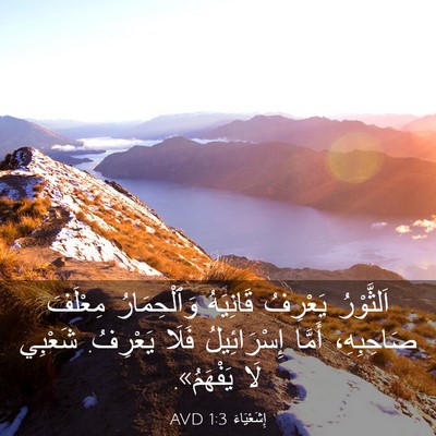Picture 03 - إِشَعْيَاءَ 1:3 AVD - اَلثَّوْرُ يَعْرِفُ - Bible Verse Picture