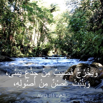 Picture 03 - إِشَعْيَاءَ 11:1 AVD - وَيَخْرُجُ قَضِيبٌ مِنْ - Bible Verse Picture