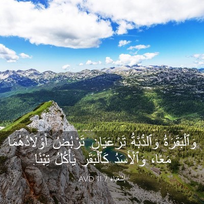 Picture 03 - إِشَعْيَاءَ 11:7 AVD - وَٱلْبَقَرَةُ - Bible Verse Picture