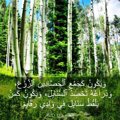 Picture 03 - إِشَعْيَاءَ 17:5 AVD - وَيَكُونُ كَجَمْعِ - Bible Verse Picture