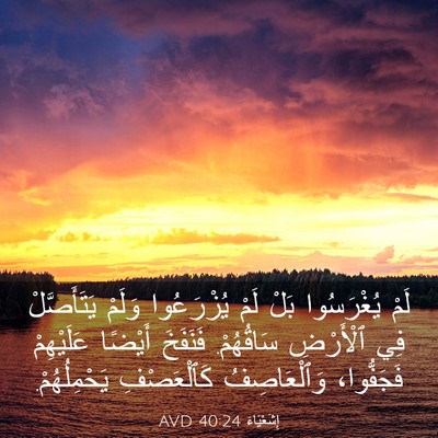 Picture 03 - إِشَعْيَاءَ 40:24 AVD - لَمْ يُغْرَسُوا بَلْ لَمْ - Bible Verse Picture