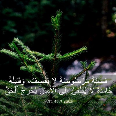 Picture 03 - إِشَعْيَاءَ 42:3 AVD - قَصَبَةً مَرْضُوضَةً لَا - Bible Verse Picture