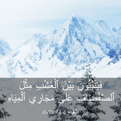 Picture 03 - إِشَعْيَاءَ 44:4 AVD - فَيَنْبُتُونَ بَيْنَ - Bible Verse Picture