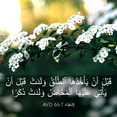 Picture 03 - إِشَعْيَاءَ 66:7 AVD - قَبْلَ أَنْ يَأْخُذَهَا - Bible Verse Picture