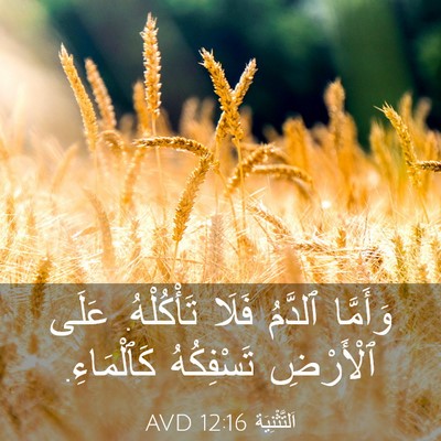 Picture 03 - اَلتَّثْنِيَة 12:16 AVD - وَأَمَّا ٱلدَّمُ فَلَا - Bible Verse Picture