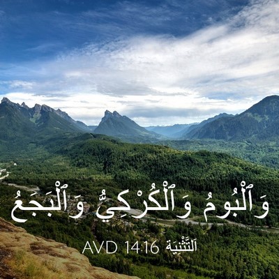 Picture 03 - اَلتَّثْنِيَة 14:16 AVD - وَٱلْبُومُ وَٱلْكُرْكِيُّ - Bible Verse Picture