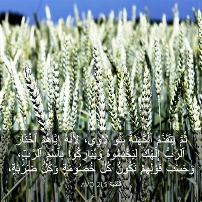 Picture 03 - اَلتَّثْنِيَة 21:5 AVD - ثُمَّ يَتَقَدَّمُ - Bible Verse Picture