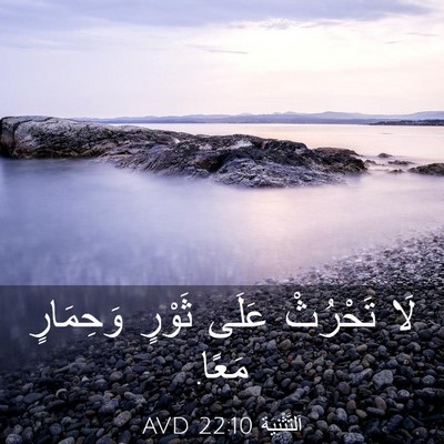 Picture 03 - اَلتَّثْنِيَة 22:10 AVD - لَا تَحْرُثْ عَلَى ثَوْرٍ - Bible Verse Picture