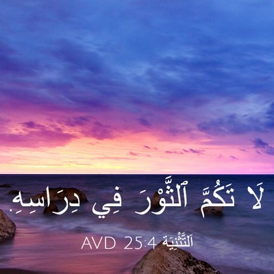 Picture 03 - اَلتَّثْنِيَة 25:4 AVD - لَا تَكُمَّ ٱلثَّوْرَ فِي - Bible Verse Picture