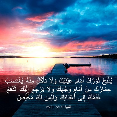 Picture 03 - اَلتَّثْنِيَة 28:31 AVD - يُذْبَحُ ثَوْرُكَ أَمَامَ - Bible Verse Picture
