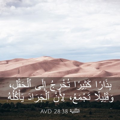 Picture 03 - اَلتَّثْنِيَة 28:38 AVD - بِذَارًا كَثِيرًا - Bible Verse Picture
