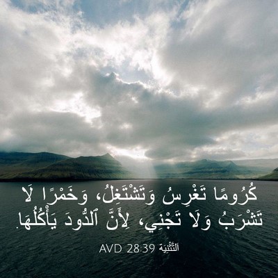 Picture 03 - اَلتَّثْنِيَة 28:39 AVD - كُرُومًا تَغْرِسُ - Bible Verse Picture