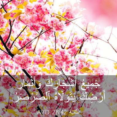 Picture 03 - اَلتَّثْنِيَة 28:42 AVD - جَمِيعُ أَشْجَارِكَ - Bible Verse Picture