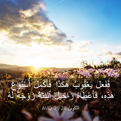 Picture 03 - اَلتَّكْوِينُ 29:28 AVD - فَفَعَلَ يَعْقُوبُ - Bible Verse Picture