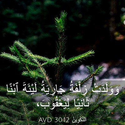 Picture 03 - اَلتَّكْوِينُ 30:12 AVD - وَوَلَدَتْ زِلْفَةُ - Bible Verse Picture