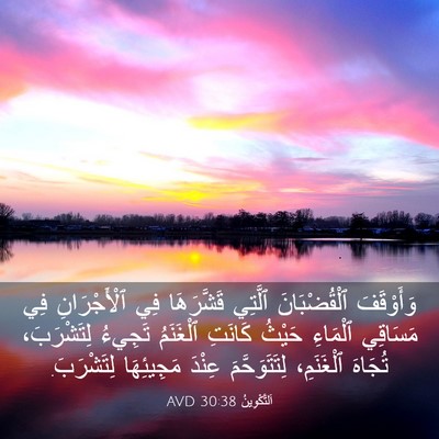 Picture 03 - اَلتَّكْوِينُ 30:38 AVD - وَأَوْقَفَ ٱلْقُضْبَانَ - Bible Verse Picture