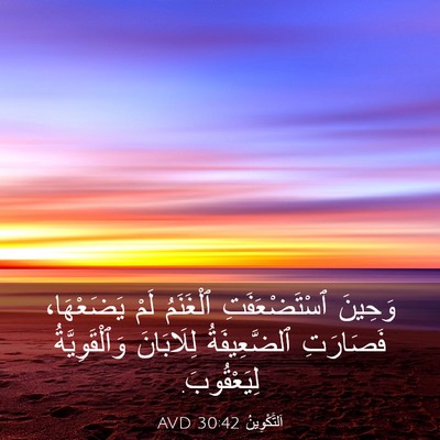 Picture 03 - اَلتَّكْوِينُ 30:42 AVD - وَحِينَ ٱسْتَضْعَفَتِ - Bible Verse Picture