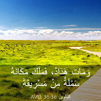 Picture 03 - اَلتَّكْوِينُ 36:36 AVD - وَمَاتَ هَدَادُ، فَمَلَكَ - Bible Verse Picture