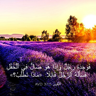 Picture 03 - اَلتَّكْوِينُ 37:15 AVD - فَوَجَدَهُ رَجُلٌ وَإِذَا - Bible Verse Picture