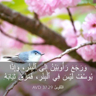 Picture 03 - اَلتَّكْوِينُ 37:29 AVD - وَرَجَعَ رَأُوبَيْنُ - Bible Verse Picture