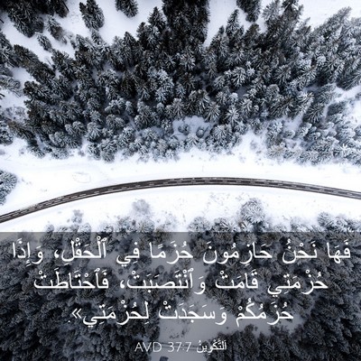 Picture 03 - اَلتَّكْوِينُ 37:7 AVD - فَهَا نَحْنُ حَازِمُونَ - Bible Verse Picture