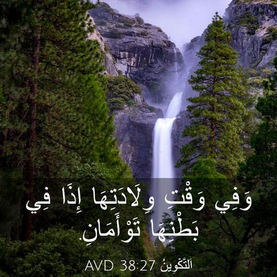Picture 03 - اَلتَّكْوِينُ 38:27 AVD - وَفِي وَقْتِ وِلَادَتِهَا - Bible Verse Picture