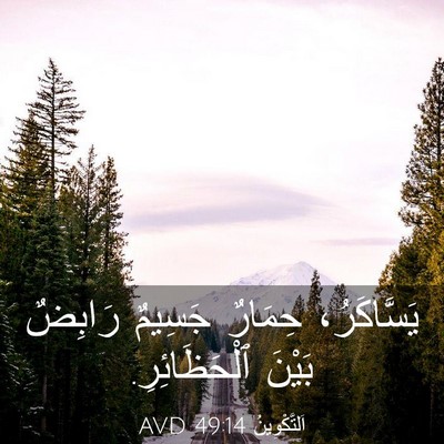 Picture 03 - اَلتَّكْوِينُ 49:14 AVD - يَسَّاكَرُ، حِمَارٌ - Bible Verse Picture