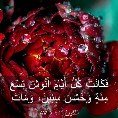 Picture 03 - اَلتَّكْوِينُ 5:11 AVD - فَكَانَتْ كُلُّ أَيَّامِ - Bible Verse Picture