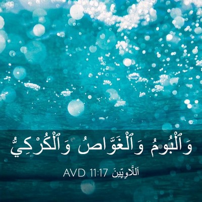 Picture 03 - اَللَّاوِيِّينَ 11:17 AVD - وَٱلْبُومُ وَٱلْغَوَّاصُ - Bible Verse Picture