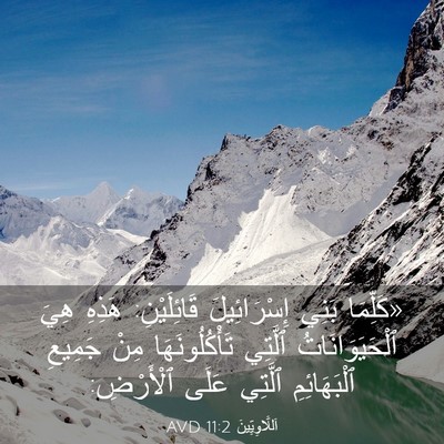 Picture 03 - اَللَّاوِيِّينَ 11:2 AVD - «كَلِّمَا بَنِي - Bible Verse Picture