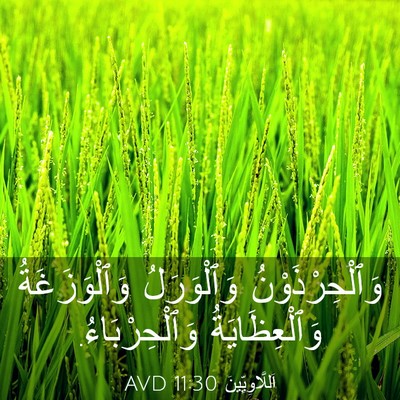Picture 03 - اَللَّاوِيِّينَ 11:30 AVD - وَٱلْحِرْذَوْنُ - Bible Verse Picture